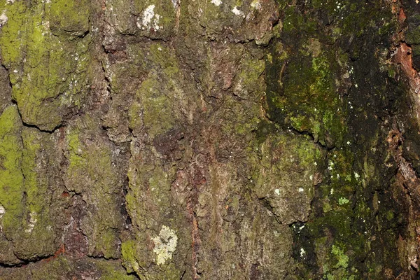 Natural bark texture — Stock Photo, Image