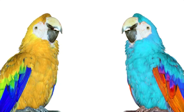 Papegaaien — Stockfoto