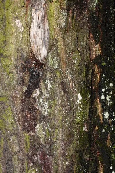 자연 나무 껍질 질감 — 스톡 사진