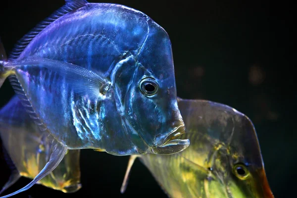 Exotisk fisk i akvarium — Stockfoto