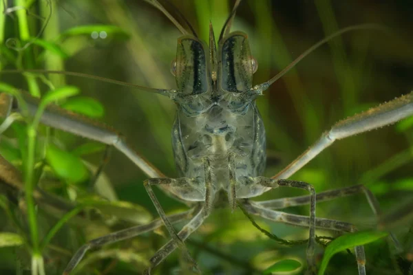 Freshwater shrimp — Stock Photo, Image