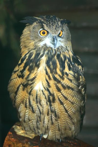Eagle-owl — Stock Photo, Image
