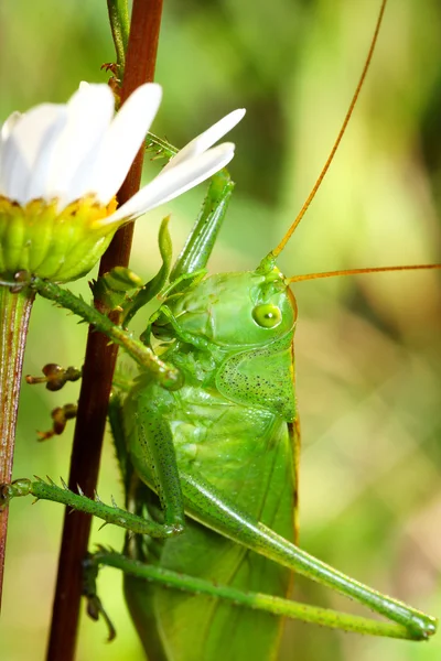 Grasshopper — Stock Photo, Image