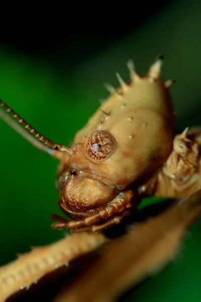 Stick insect — Stock Photo, Image