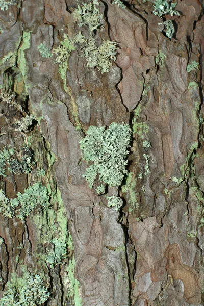 Bark texture — Stock Photo, Image