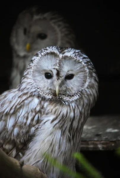 Ural owl — Stock Photo, Image