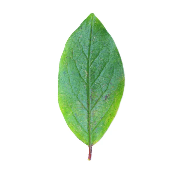 Green leaf — Stock Photo, Image