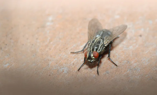 Fly close-up — Stock Photo, Image