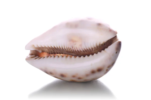 Sea shell — Stock Photo, Image