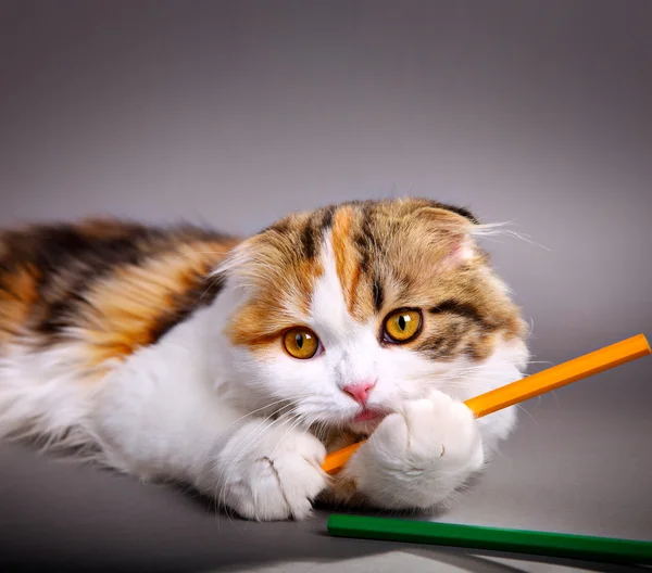 Cat playing with colorful pens — Stock Photo, Image