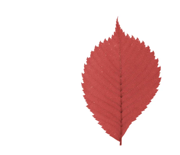 Isolated leaf — Stock Photo, Image