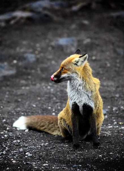 Fox sentado en las piedras — Foto de Stock