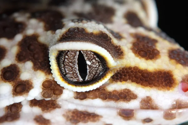 Lizard eye — Stock Photo, Image