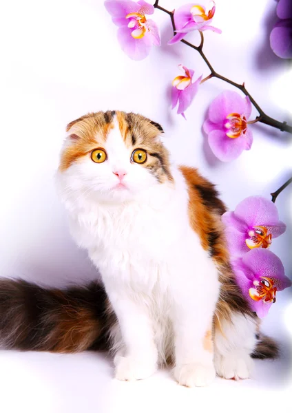 Gatinho dobrável escocês e flores — Fotografia de Stock