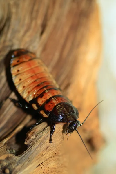 Cockroach — Stock Photo, Image