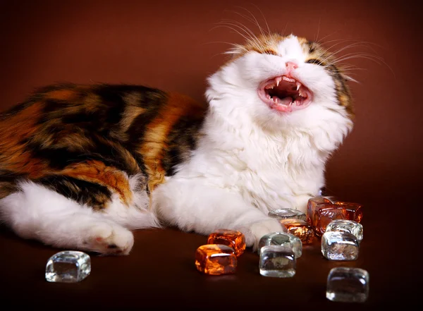 Kitten playing with glass cubes — Stock Photo, Image