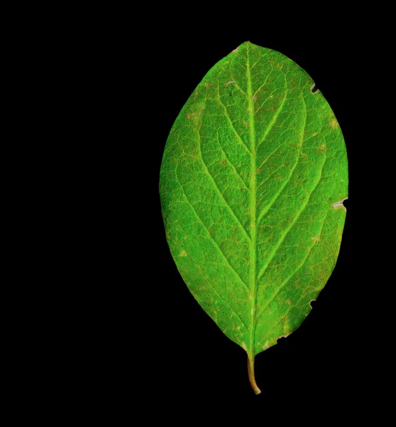 Green leaf — Stock Photo, Image