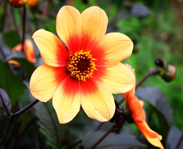 Orange flower with drops — Stock Photo, Image