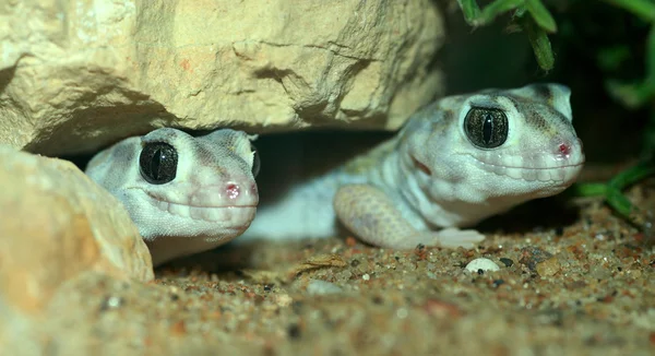 Pair of lizards — Stock Photo, Image