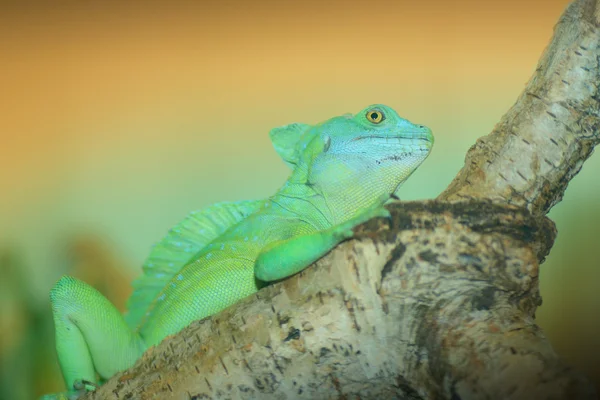 Basilisk — Stock Photo, Image