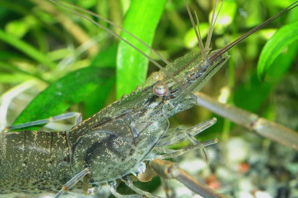 Freshwater shrimp — Stock Photo, Image