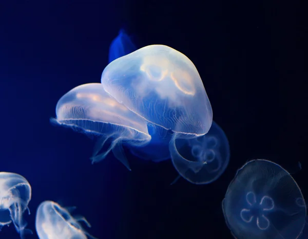 Meduse — Foto Stock