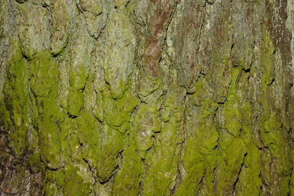 天然树皮纹理 — 图库照片
