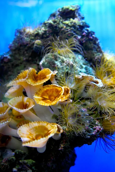 Akvaario — kuvapankkivalokuva