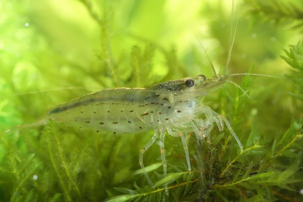 Freshwater shrimp — Stock Photo, Image