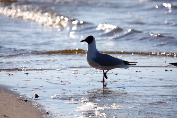 Gaviota —  Fotos de Stock