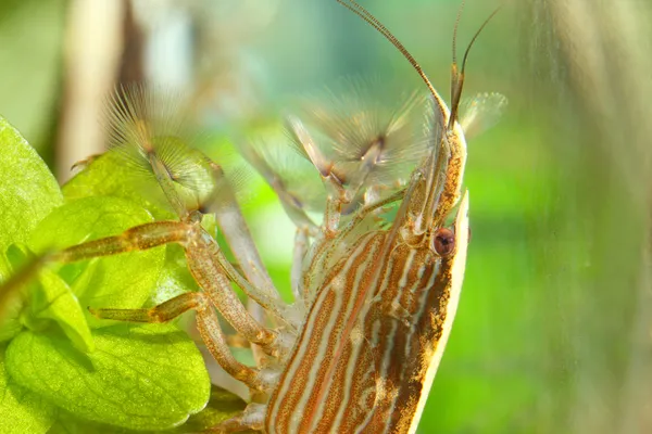 Cleaner shrimp — Stock Photo, Image