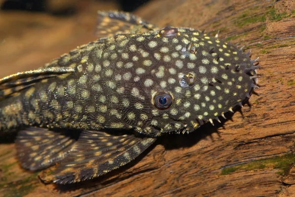 Exotic fish — Stock Photo, Image