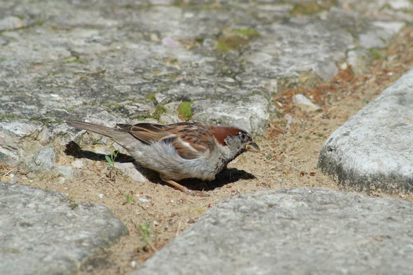 Serçe — Stok fotoğraf