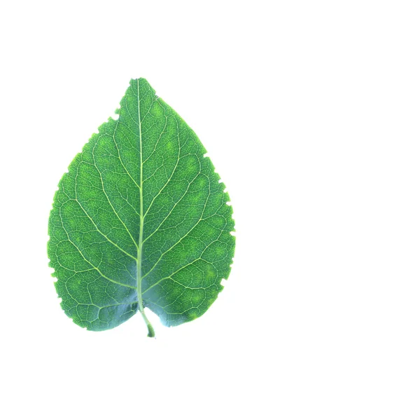 Isolated leaf — Stock Photo, Image