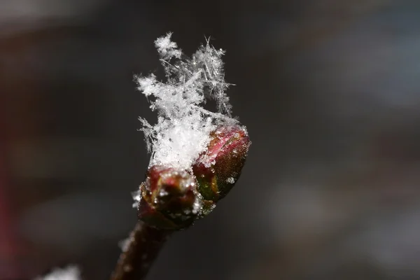 Větvička s sněhové vločky — Stock fotografie