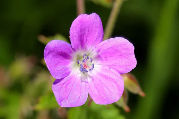 Flor de milho violeta — Fotografia de Stock