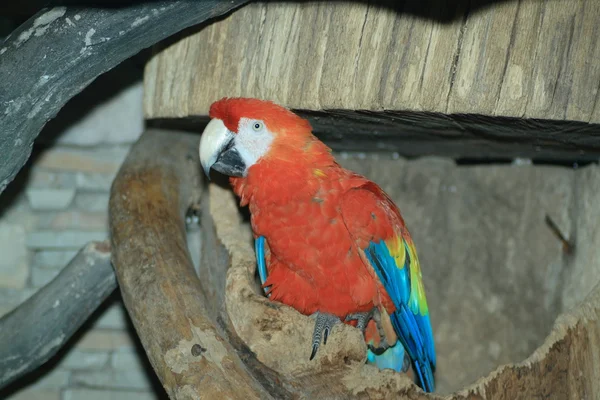 Parrot — Stock Photo, Image