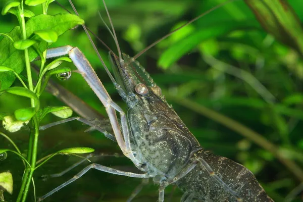 Freshwater shrimp — Stock Photo, Image