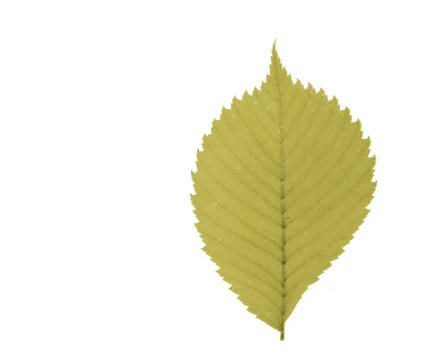Изолированный лист — стоковое фото