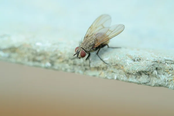 Close-up mosca — Fotografia de Stock