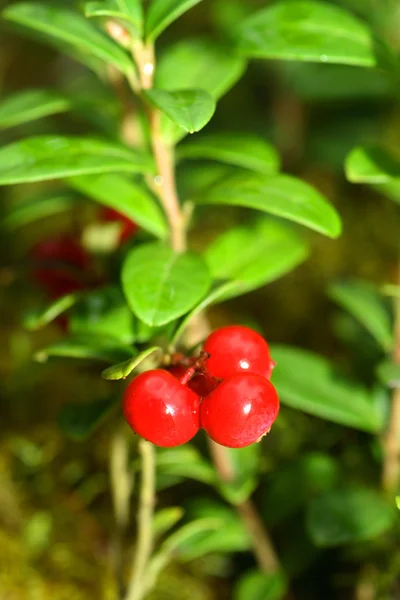 Cowberry — Stock Photo, Image