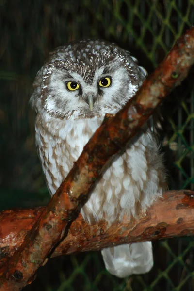 Boreal owl — Stock Photo, Image