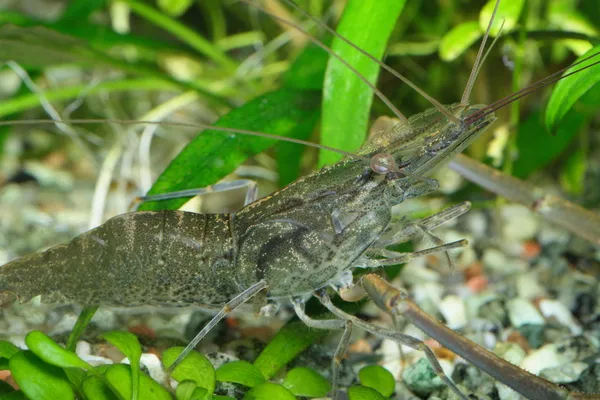 Camarones de agua dulce —  Fotos de Stock