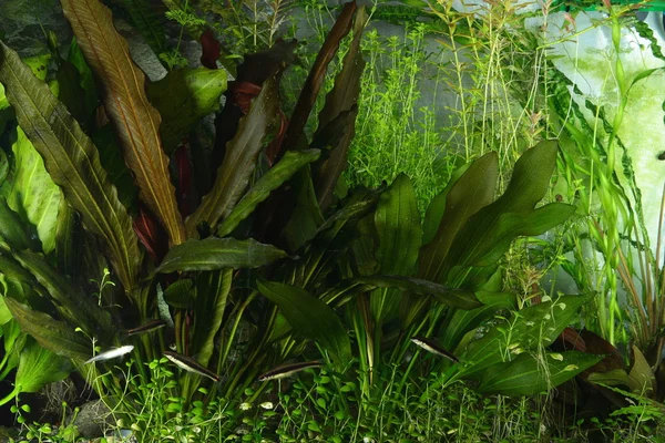Aguarium peyzaj