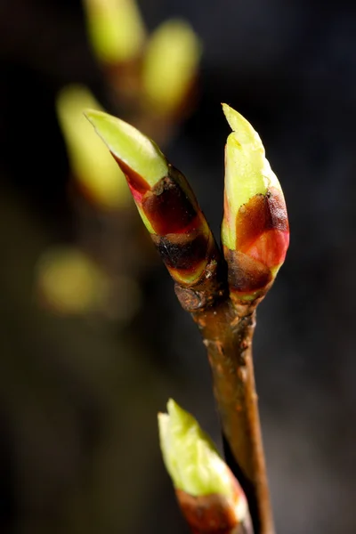 Leaf bud — Stock Photo, Image