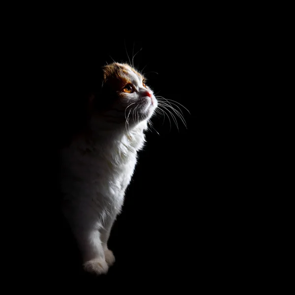 Kitten profile — Stock Photo, Image
