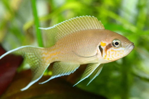 Pescado — Foto de Stock