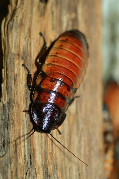 Cucaracha — Foto de Stock
