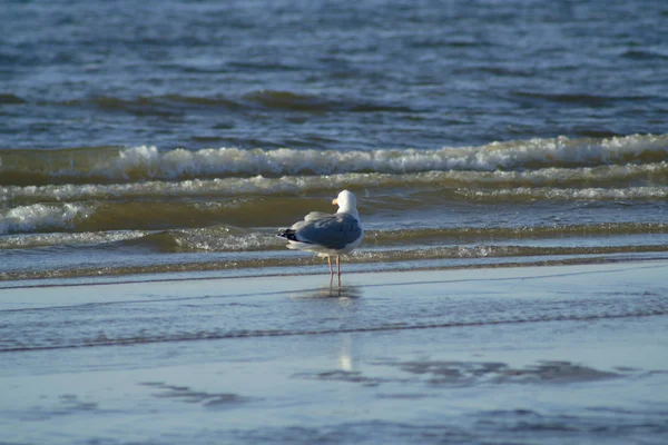 Möwe — Stockfoto