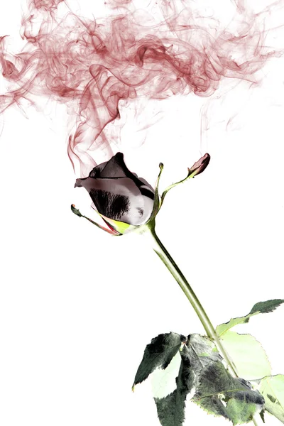 玫瑰和黑烟 — 图库照片
